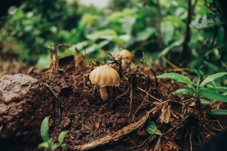 Small woodland mushrooms among moss and leaves on a quiet forest floor.